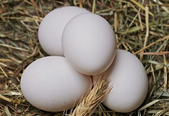 Chế độ ăn trứng bao gồm việc ăn trứng gà hàng ngày. 